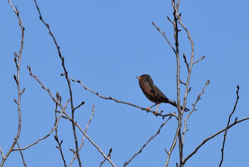 Fauvette pitchou dans le Pinail